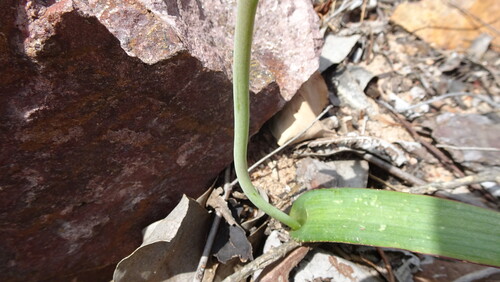 Lachenalia cernua