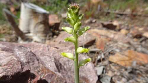 Lachenalia cernua