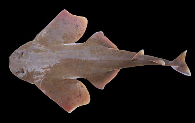 Photo of a Atlantic Angel Shark