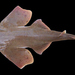 Mexican Angelshark - Photo D Ross Robertson, no known copyright restrictions (public domain)
