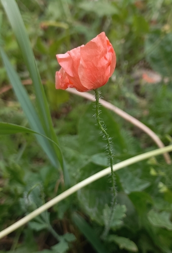 Наблюдение на iNaturalist