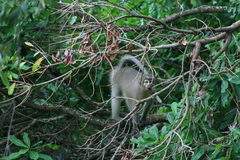 Cercocebus sanjei