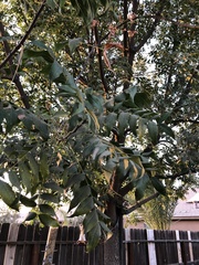 Pistacia chinensis