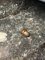 Amphimallon solstitiale