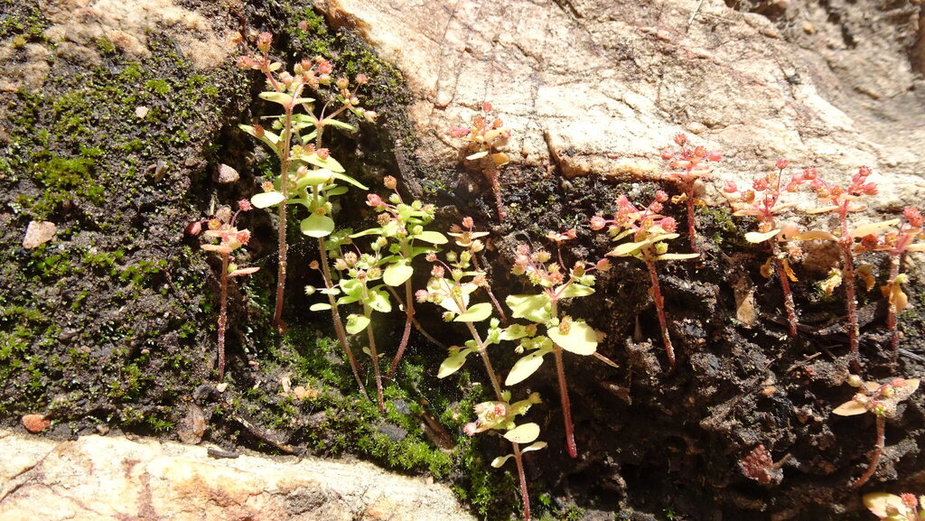 Crassula strigosa