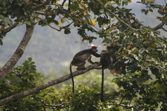 Piliocolobus gordonorum