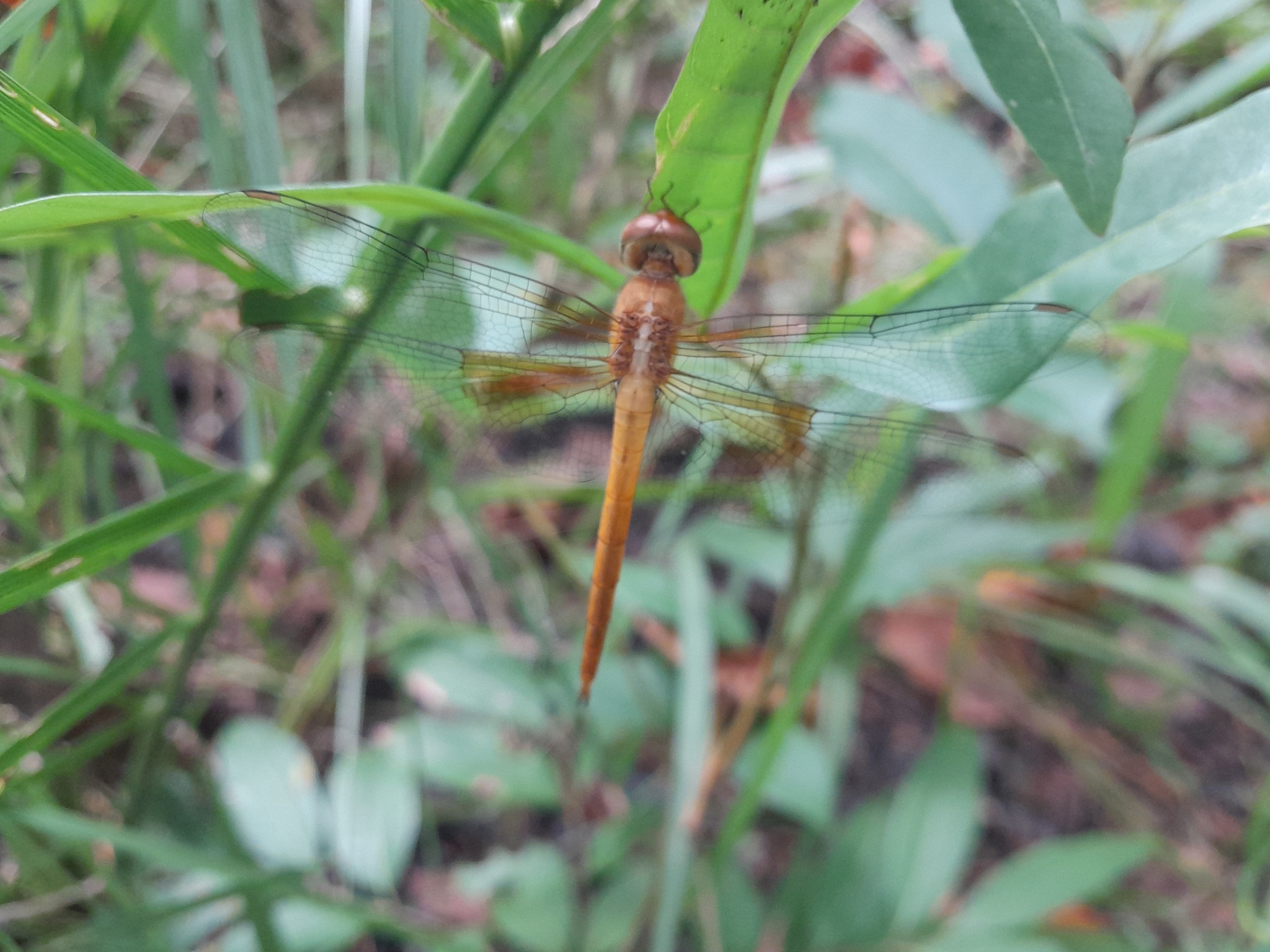 Coral-Tailed Cloudwing