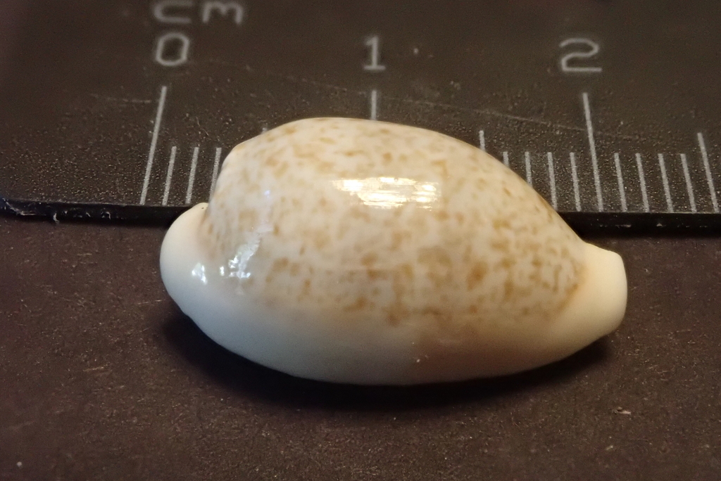 Eclogavena