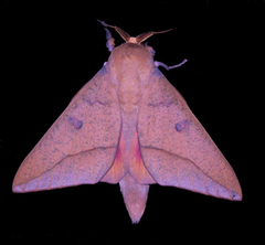 Adeloneivaia subangulata