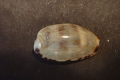 Melicerona listeri