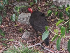 Alectura lathami lathami