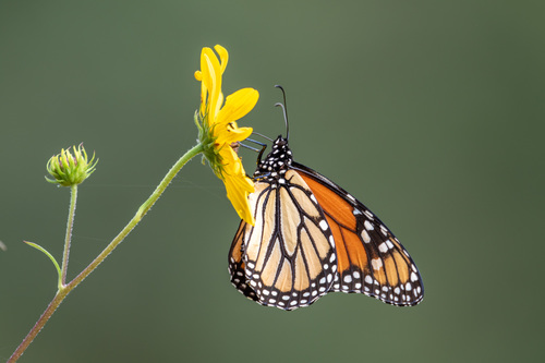 Monarch photographed in Georgia