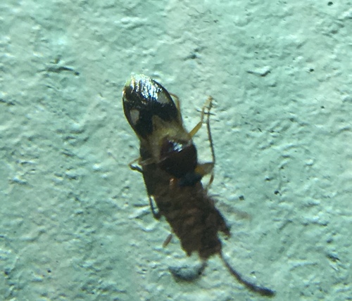 Large-spotted Seed Bug photo 3