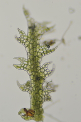 Cephalozia bicuspidata