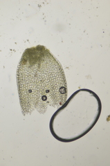 Cephalozia bicuspidata