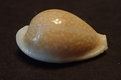 Naria miliaris