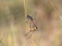 Austrothemis nigrescens