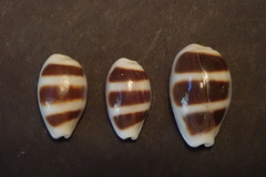 Palmadusta asellus