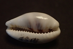 Palmadusta asellus