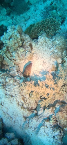Yellowmargin Moray — seen at this dive site