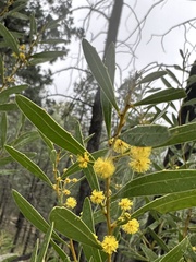 Spring Wattle (Acacia amoena)