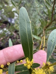 Acacia amoena, photograph (c) prossington, some rights reserved (CC BY)
