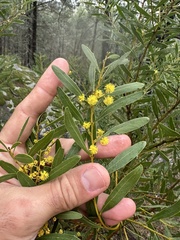 Acacia amoena, photograph (c) prossington, some rights reserved (CC BY)