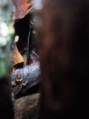 Lepidoblepharis peraccae