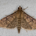 Dusky Herpetogramma Moth - Photo (c) Greg Lasley, some rights reserved (CC BY-NC), uploaded by Greg Lasley