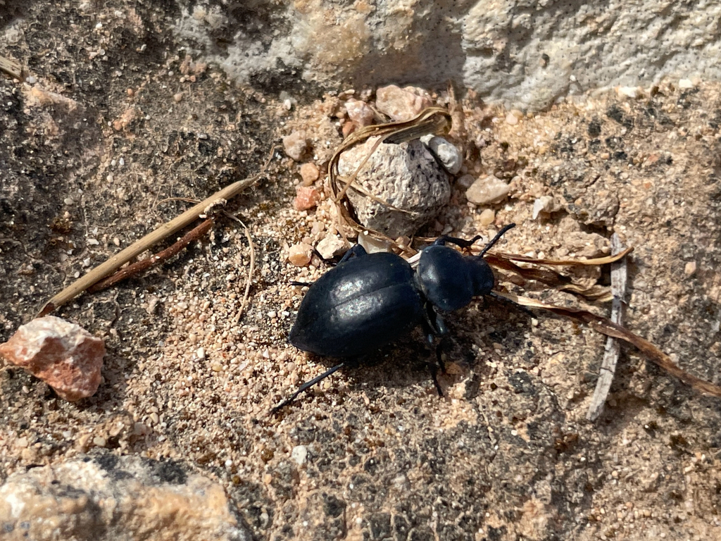 Pachychila sublunata