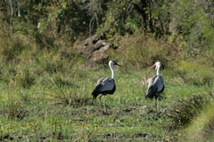 Bugeranus carunculatus
