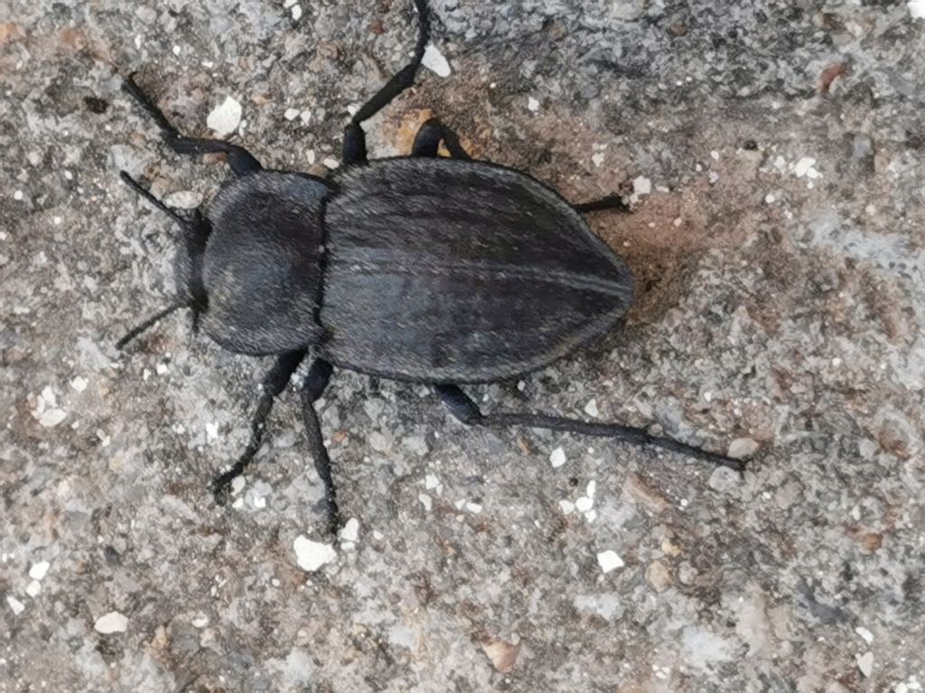 Stenomorpha durangoensis