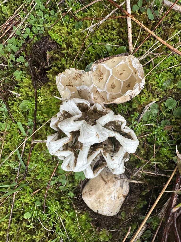 Ileodictyon gracile · July 2025 · photo: © prossington (iNaturalist, cc-by)