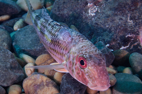 Mullus surmuletus
