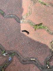 Theretra oldenlandiae