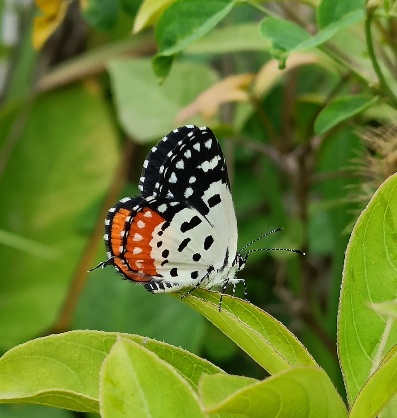 Red Pierrot