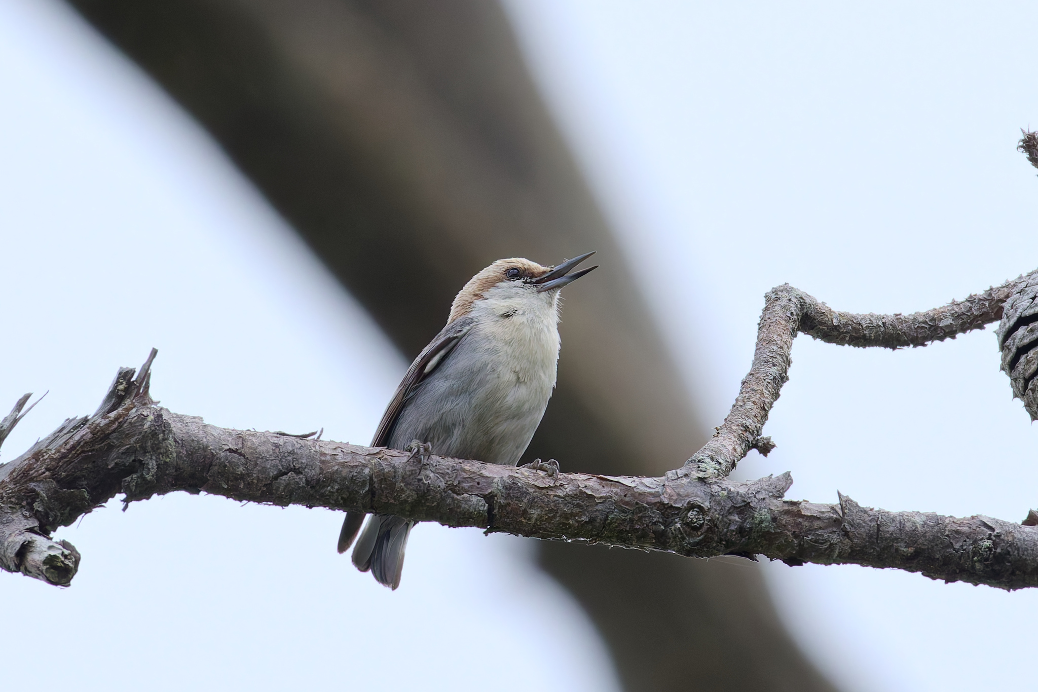 Brown-headed Nuthatch (Sitta pusilla)