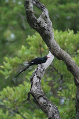 Phoeniculus purpureus