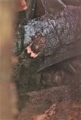 Lepidoblepharis peraccae