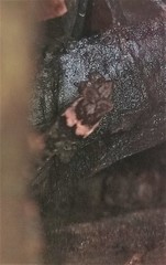 Lepidoblepharis peraccae