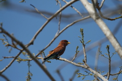 Eurystomus glaucurus