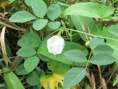 Clitoria ternatea albiflora