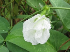 Clitoria ternatea albiflora