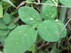 Clitoria ternatea albiflora