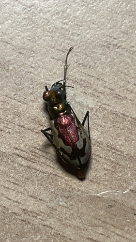 Cicindela resplendens