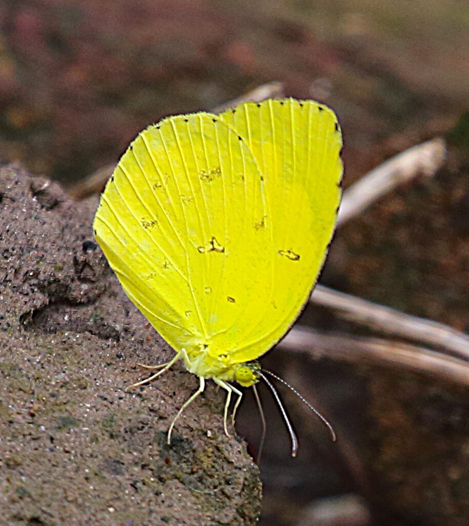 Common Grass Yellow