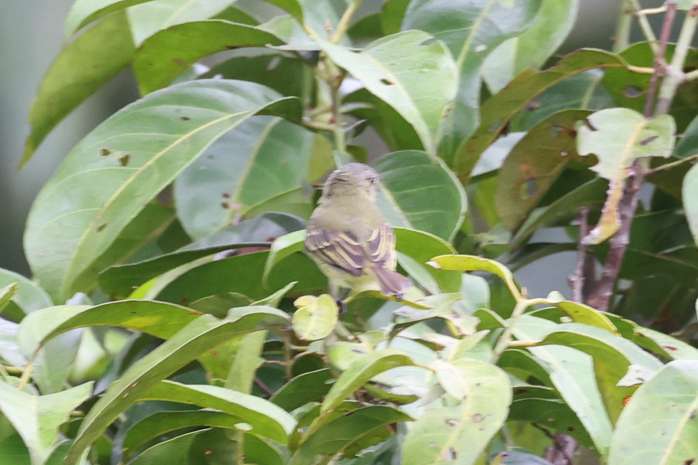 Forest Elaenia (Myiopagis gaimardii), photo 3