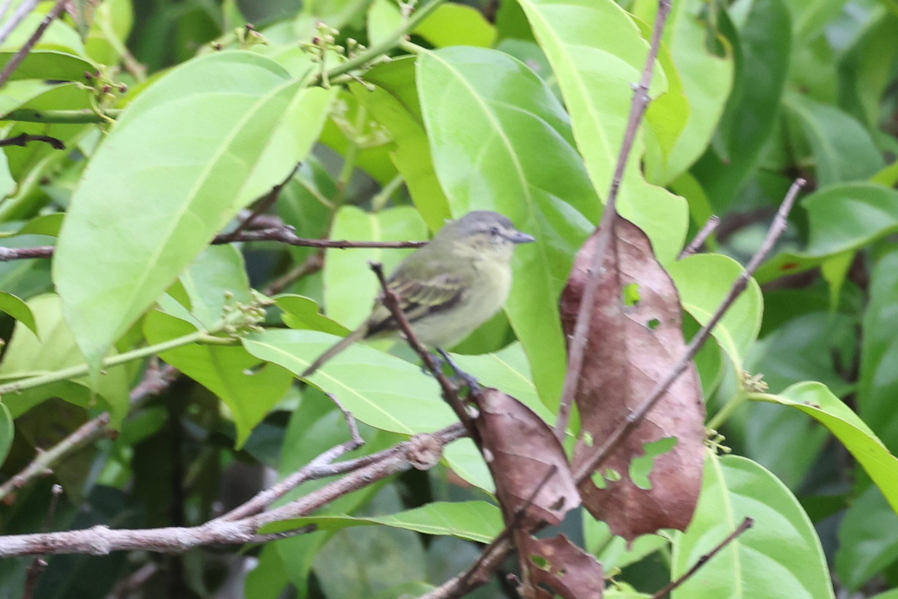 Forest Elaenia (Myiopagis gaimardii), photo 2
