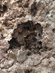 Nasutitermes corniger