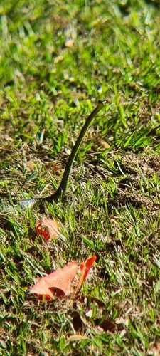 Common Tree Snake sighting